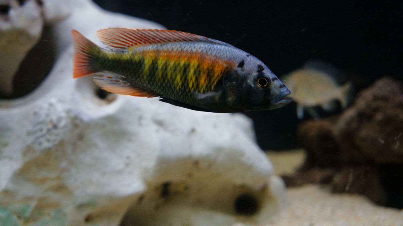 Tomato Hap Cichlid Aj Aquatics Inc