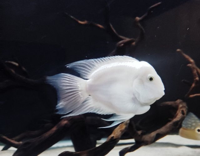 Platinum Parrot (Snow White) | AJ Aquatics, Inc.