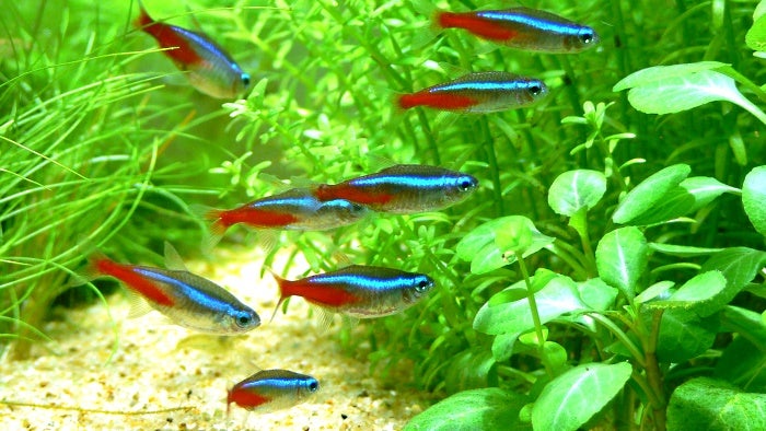 Neon Tetra | AJ Aquatics, Inc.
