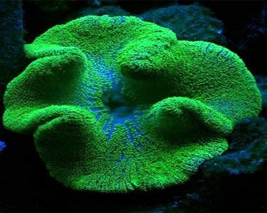 Carpet Anemone | AJ Aquatics, Inc.