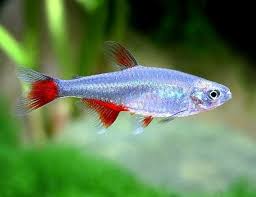 Tetra | AJ Aquatics, Inc.