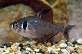 Tetra | AJ Aquatics, Inc.