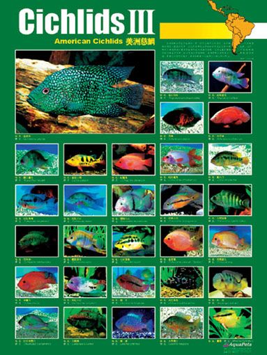 south american cichlids types