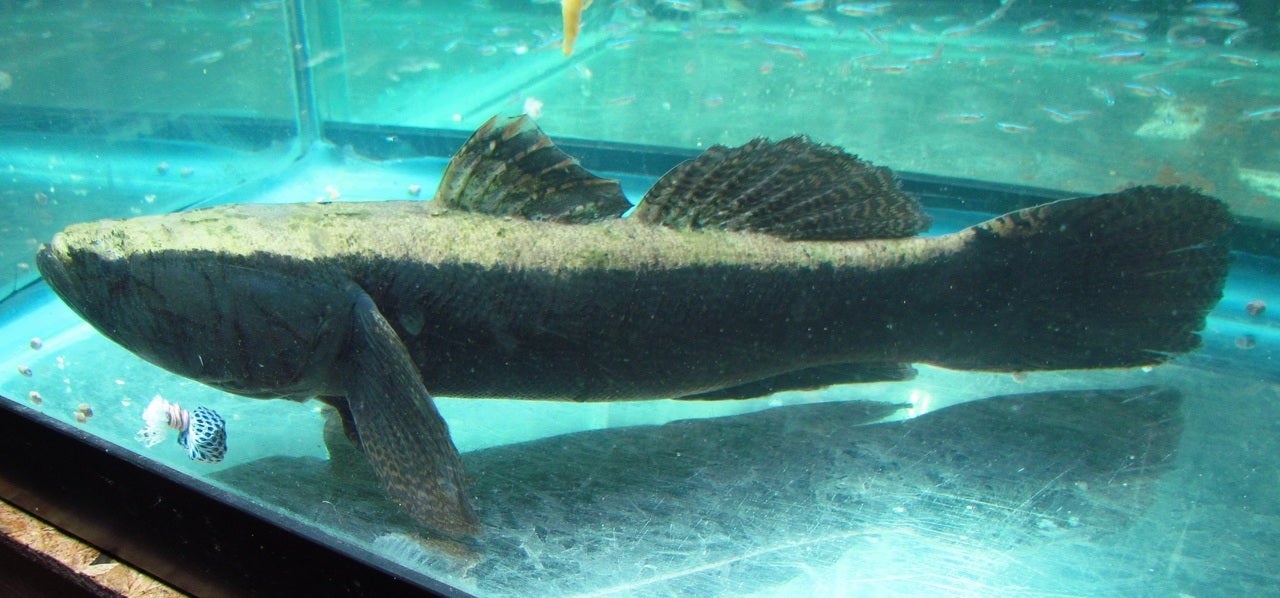 Water Cow Goby | AJ Aquatics, Inc.