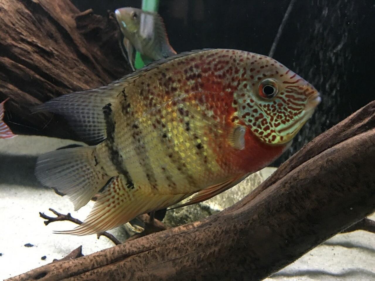 Red tiger severum store care