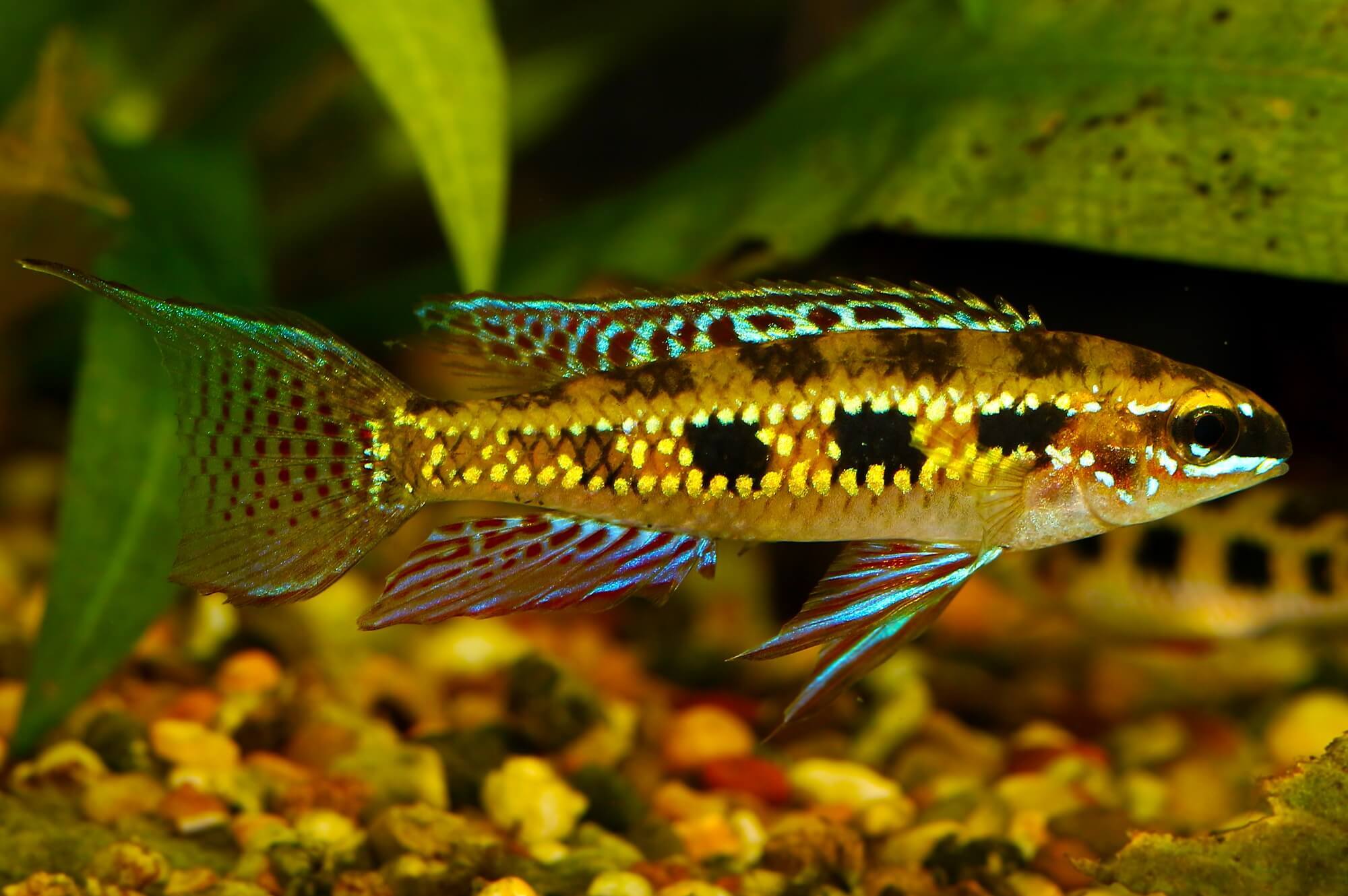 Checkerboard Cichlid | AJ Aquatics, Inc.