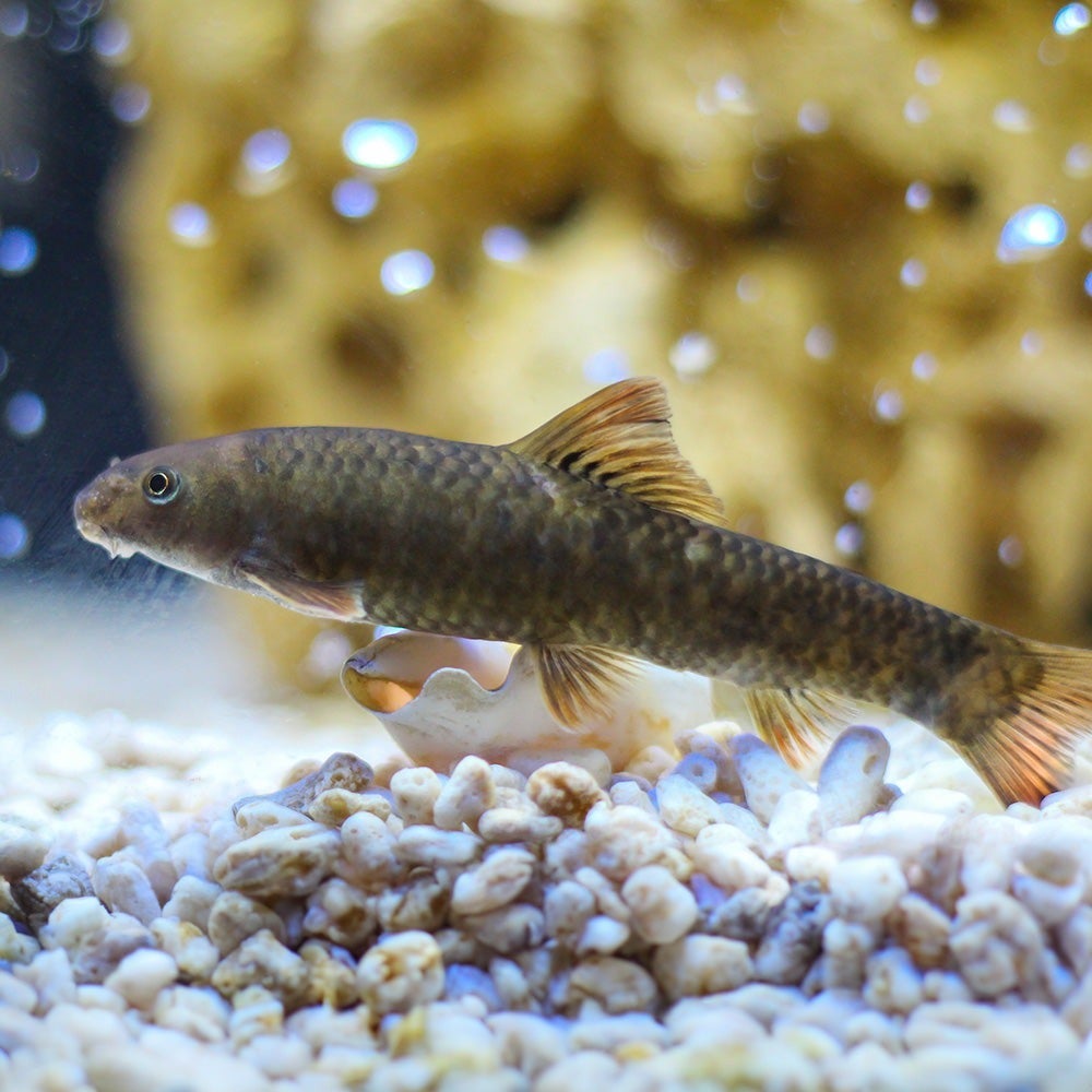 Garra rufa fish petsmart sales