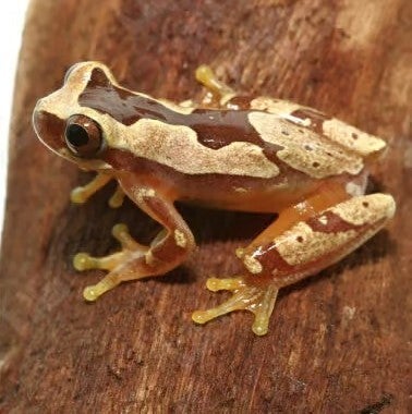 MOLLY - CALICO BALLOON Poecilia sphenops - Aquatics Unlimited