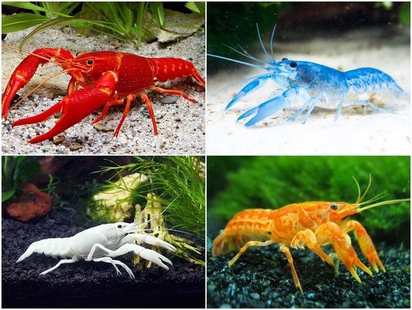 Crayfish Mixed Colors