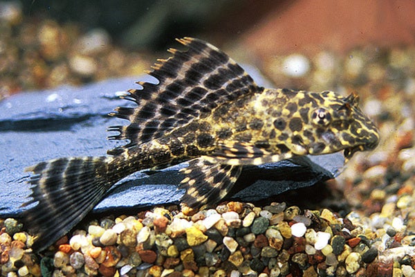 L165 Columbian Spotted Pleco (Gibbiceps) | AJ Aquatics, Inc.